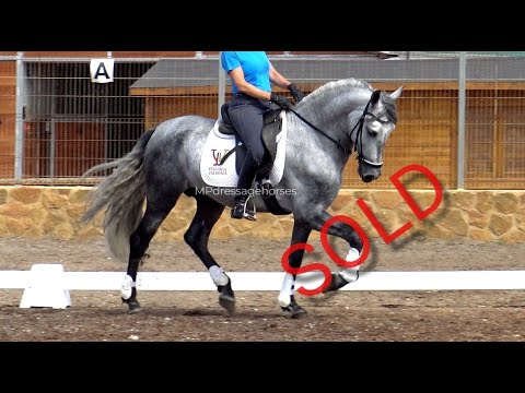 **SOLD** Andalusian PRE stallion 2017 - 1,61 m | #MP445