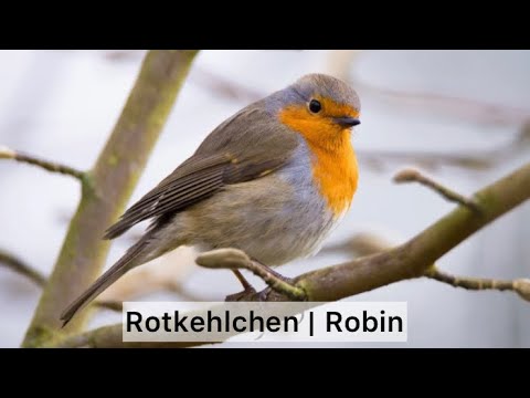 Gesang Rotkehlchen | Song Robin [Vogel/Bird #3]