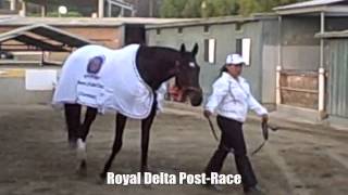 preview picture of video 'Breeders' Cup 2012 Morning Workouts - Santa Anita Park'