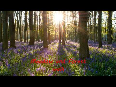 Marc Racordon - Meadow and forest walk