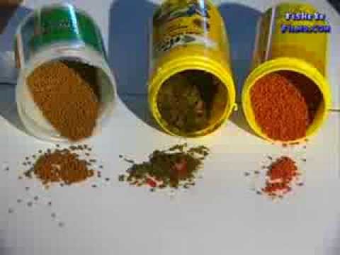 How to properly feed fish food