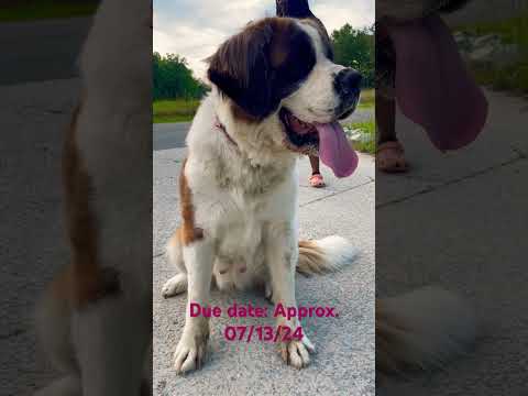 Ava Louise The Saint Bernard - Pregnancy Journey