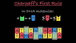 Chargaff’s Rules Explained