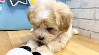 ハーフ犬の動画01