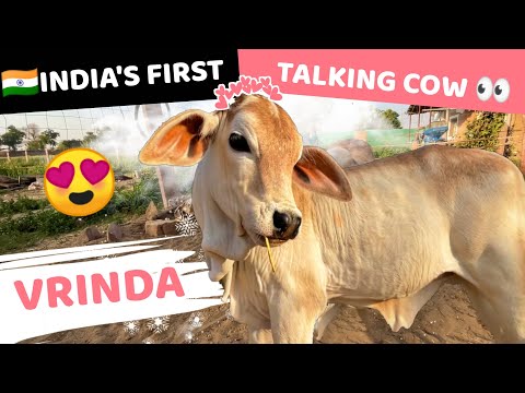 A Day With Vrinda😍: India’s First Talking Cow🐮 | Cowsblike