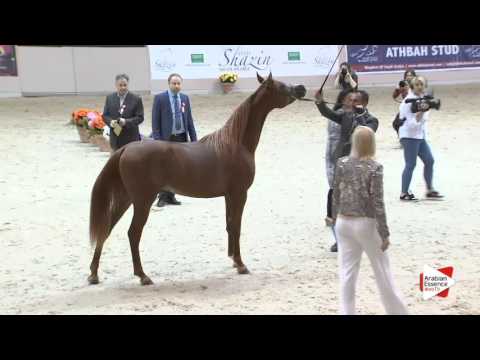 N.59 INVICTUS - Milan 2016 - Colts 2 years old (Class 5)