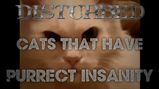 Disturbed Cats That Have Purrfect Insanity (Perfect Insanity)