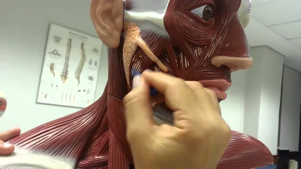 Músculos da Face e do Pescoço