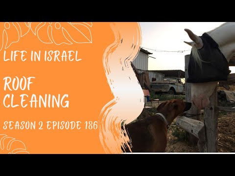 Roof Cleaning Life in Israel Ep.186 #roofcleaning #cleanmyhouse #diy