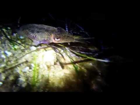 crazy cuttlefish gozo