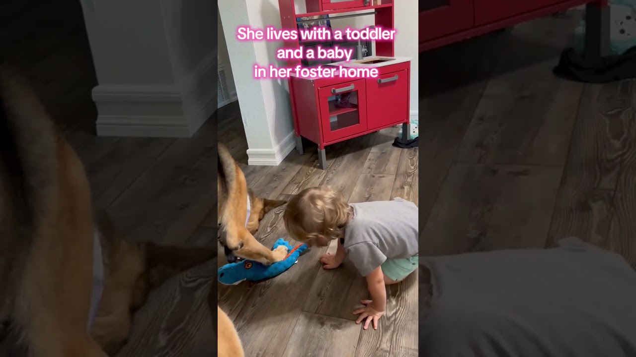 Enlarge Ella, a ADOPTABLE mixed breed in Murrieta, CA video 2/6