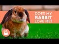 5 Clear Signs that Your Rabbit Loves You!