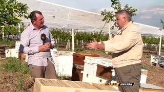Ana Arı-Destek Kovanı Nedir?