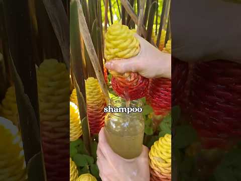 You can grow shampoo!! This is awapuhi