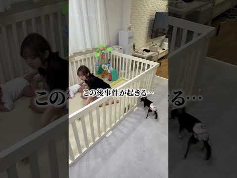 我が家にまた泥棒が入りました💦 #shorts