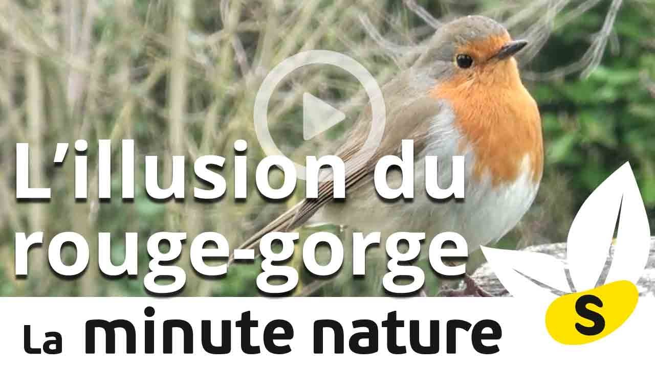 Ep. 28: L'ILLUSION DU ROUGEGORGE