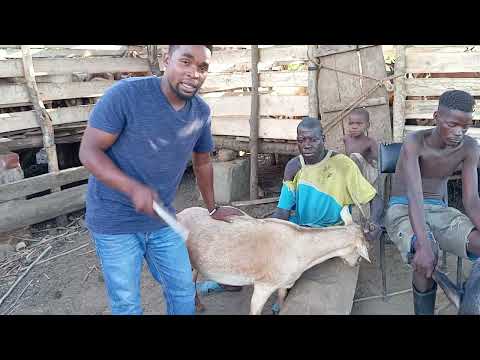 Njira zina Za Momwe Mungasakhile Mbuzi Zabwino Zoweta pa farm Yanu.If you're a farmer you much watch