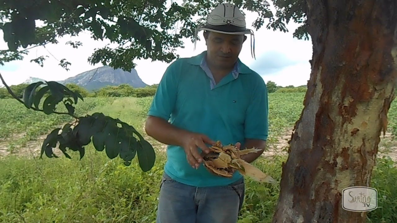 Cumaru: planta amazônica pode ser a chave da cura do Alzheimer