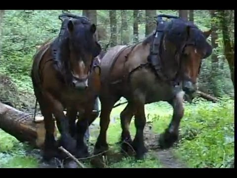 Strong Belgian Draft Horses-Horses Moving Logs
