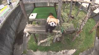 preview picture of video '【釧路市動物園】 レッサーパンダ めっちゃかわええ　 GoProに興味津々'