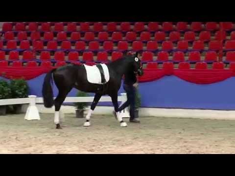 H v VivaldI x Fidertanz x Weltmeyer