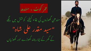 Download lagu Home bred Sindhi Horses of “Syed Muqadar Ali Shah” from Umerkot, Sindh (Oriental Horses of Pakistan) mp3