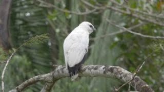 preview picture of video 'Birding at Chan Chich Lodge, Belize, 8th-14th February 2016.'