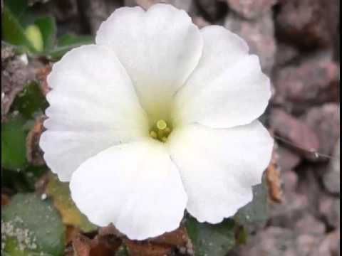 download lagu mp3 mp4 Primula Japonica Postford White, download lagu Primula Japonica Postford White gratis, unduh video klip Primula Japonica Postford White