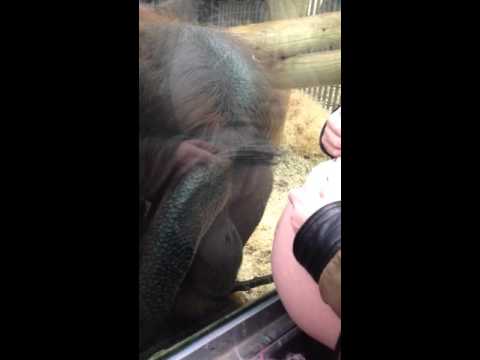 Orangutan loves baby bump