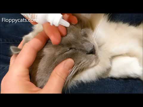 How To Apply Cat Eye Drops - How to Put Eye Drops in a Difficult Cat  - Can't Give Cat Eye Drops