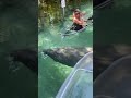 Manatees at Crystal River