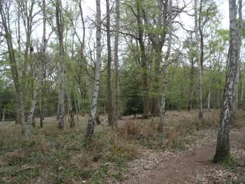A year on Esher Common - (A2) Fern path 2
