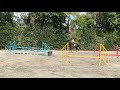Kokaïne de Vima - Jument de 6 ans