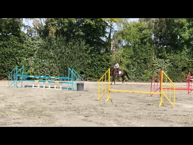 Koka&iuml;ne de Vima - Jument de 6 ans