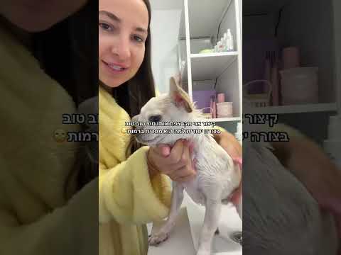 אורי נוביק🌞 #foryou #טיקטוק #כלב #האשטגשלאוריטיקטוק