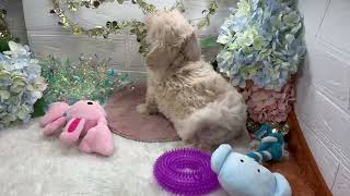 ハーフ犬の動画01