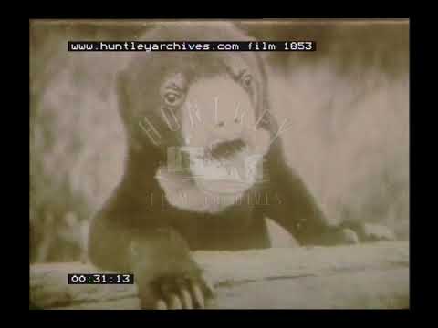 Brown Bears, 1930s - Film 1853