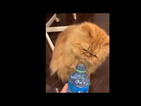 Splashing A Cat With Water Bottle In The Face