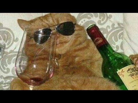 Aww🐱 Cat Reaction videos|Top funny and crazy Cats 😽.