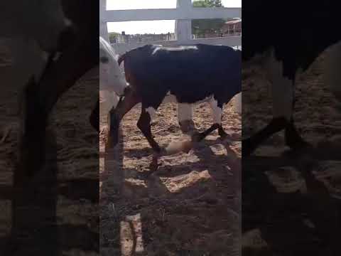 17 Novilhotas de linhagem Leiteira:1.800 reais cada em Belém do Brejo do Cruz/Paraíba.84 99810 2784*