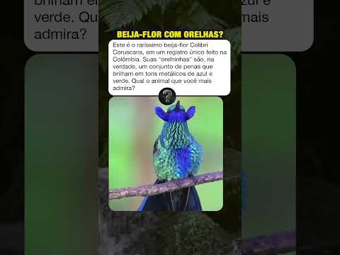 O Raro Beija-flor De Orelhas #curiosidades #mistérios