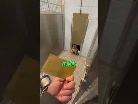 A DOG's reaction to being ADOPTED❤️