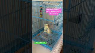 大好き飼い主現れて嬉しくてステップし続けるオカメインコ！
