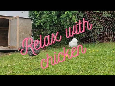 Entspannende Hühner im Gehege mit beruhigender Musik | Natur und Entspannung zum Einschlafen 🐔🏞️