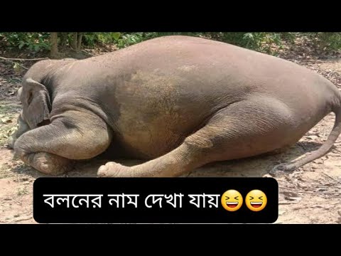 Baby elephant game is amazing