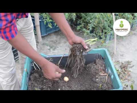 Harvest of Organic Potatoes at HariMitti Farm