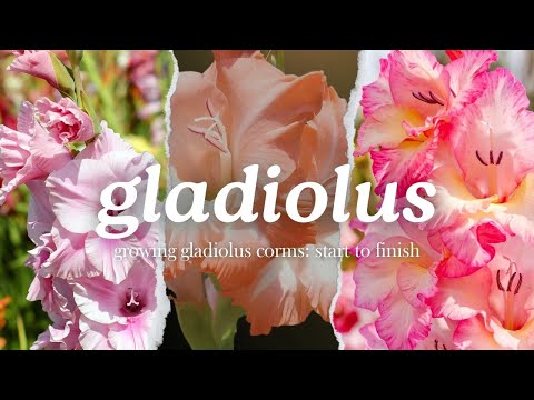 Growing Gladiolus: Start to Finish // How to Plant Gladiolus Corms for Cut Flowers