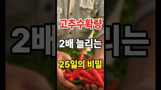 고추수확량 늘리는 25일의 비밀  #고추농사 #고추재배 #고추모종