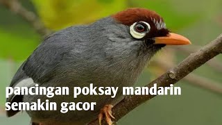 Download lagu poksay mandarin II pancingan suara burung poksay mandarin langsung gacor.. mp3 Download lagu poksay mandarin II pancingan suara burung poksay mandarin langsung gacor.. mp3