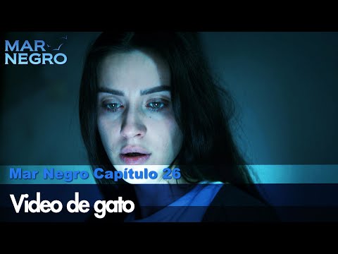 Video de gato - Mar Negro Las Escenas